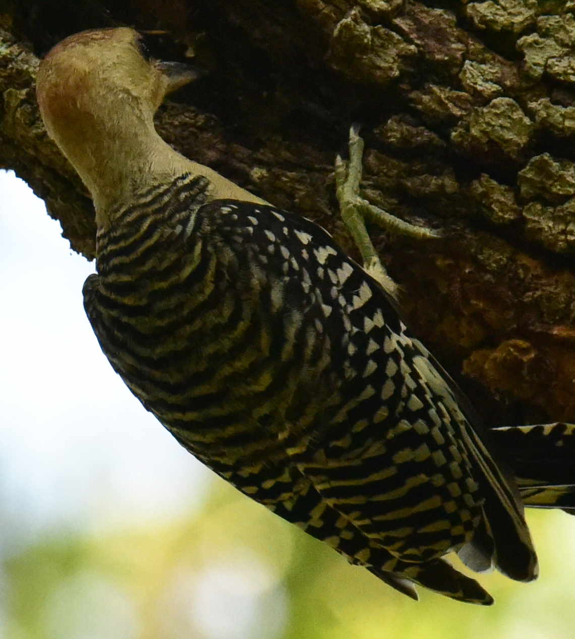 DSC_5276 - Copy copy - Copy